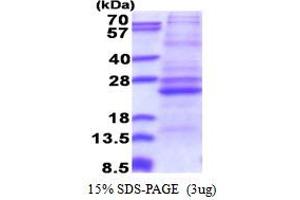 SDS-PAGE (SDS) image for ATP Synthase, H+ Transporting, Mitochondrial Fo Complex, Subunit B1 (ATP5F1) (AA 83-256) protein (His tag) (ABIN5853489)