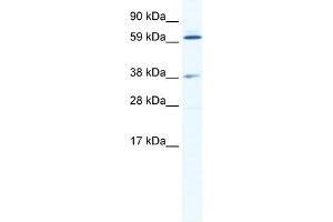 WB Suggested Anti-ALX3 Antibody Titration:  2.