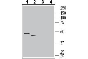 anti-Gap Junction Protein, gamma 2, 47kDa (GJC2) (AA 100-111) antibody