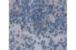IHC-P analysis of Mouse Tissue, with DAB staining. (GRAP2 anticorps  (AA 20-262))