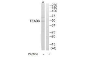 Western blot analysis of extracts from Jurkat cells, using TEAD3 antibody. (TEAD3 anticorps)