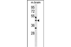 Western blot analysis in mouse brain tissue lysates (35ug/lane). (HAPLN4 anticorps  (C-Term))