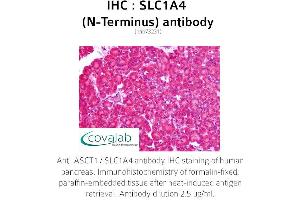 Image no. 2 for anti-Solute Carrier Family 1 (Glutamate/Neutral Amino Acid Transporter), Member 4 (SLC1A4) (N-Term) antibody (ABIN1739341) (SLC1A4 anticorps  (N-Term))