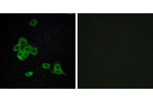 Peptide - +Immunofluorescence analysis of MCF-7 cells, using CDH26 antibody. (CDH26 anticorps)