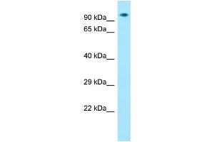 Host: Rabbit Target Name: Zfp27 Sample Type: Mouse Muscle lysates Antibody Dilution: 1. (Zinc Finger Protein 27 (ZFP27) (Middle Region) anticorps)
