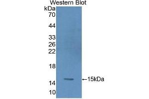 Western Blotting (WB) image for anti-Glycophorin A (GYPA) (AA 20-91) antibody (ABIN1859103)