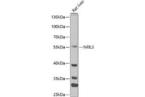 Western blot analysis of extracts of mouse liver, using NFIL3 antibody (ABIN6128336, ABIN6144564, ABIN6144566 and ABIN6218240) at 1:1000 dilution. (NFIL3 anticorps  (AA 133-462))