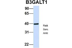 Host:  Rabbit  Target Name:  B3GALT1  Sample Type:  Human Fetal Brain  Antibody Dilution:  1.