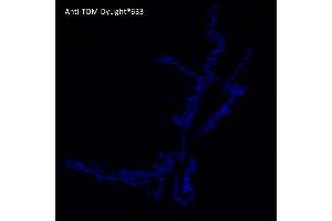 Immunofluorescence (IF) image for anti-tdTomato Fluorescent Protein (tdTomato) antibody (DyLight 633) (ABIN7273114) (tdTomato anticorps  (DyLight 633))