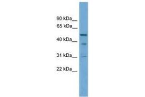 Image no. 1 for anti-Tubulointerstitial Nephritis Antigen (TINAG) (AA 251-300) antibody (ABIN6745079) (TINAG anticorps  (AA 251-300))