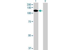 Western Blot analysis of PDZRN4 expression in transfected 293T cell line by PDZRN4 MaxPab polyclonal antibody. (PDZRN4 anticorps  (AA 1-778))