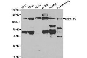 Western blot analysis of extracts of various cell lines, using DNMT3A antibody. (DNMT3A anticorps  (AA 500-700))