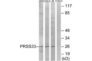 Western blot analysis of extracts from 293 cells, COLO cells and Jurkat cells, using PRSS33 antibody. (PRSS33 anticorps  (Internal Region))