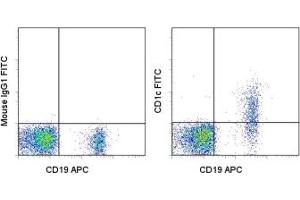 Image no. 1 for anti-T-cell surface glycoprotein CD1c (CD1C) antibody (FITC) (ABIN474710) (CD1c anticorps  (FITC))