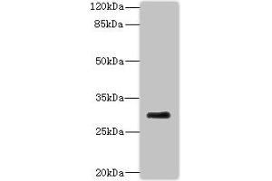 Western blot All lanes: PROCR antibody at 2 μg/mL + Mouse lung tissue Secondary Goat polyclonal to rabbit at 1/10000 dilution Predicted band size: 27 kDa Observed band size: 27 kDa (PROCR anticorps  (AA 18-210))