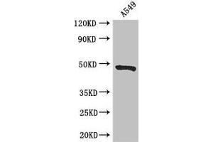 Western Blot Positive WB detected in: A549 whole cell lysate All lanes: EIF4A3 antibody at 3 μg/mL Secondary Goat polyclonal to rabbit IgG at 1/50000 dilution Predicted band size: 47 kDa Observed band size: 47 kDa (EIF4A3 anticorps  (AA 6-166))