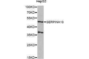 Western blot analysis of extracts of HepG2 cells, using SERPINA10 antibody (ABIN6292722) at 1:1000 dilution. (SERPINA10 anticorps)