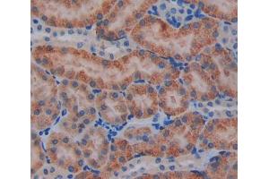 IHC-P analysis of kidney tissue, with DAB staining. (OPA3 anticorps  (AA 11-179))