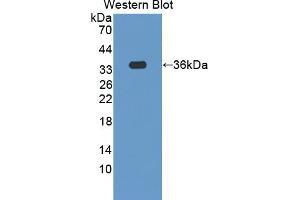 Detection of Recombinant SCGN, Human using Polyclonal Antibody to Secretagogin (SCGN) (SCGN anticorps  (AA 1-276))