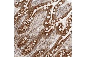 Immunohistochemical staining of human small intestine with MRPL55 polyclonal antibody  shows strong granular cytoplasmic positivity in glandular cells.