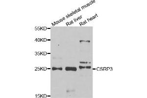 Western blot analysis of extracts of various cell lines, using CSRP3 antibody.
