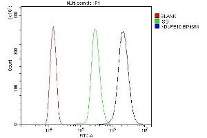 anti-NADH Dehydrogenase (Ubiquinone) 1 beta Subcomplex, 10, 22kDa (NDUFB10) (AA 36-172) antibody