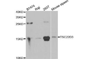 Western blot analysis of extracts of various cell lines, using TSC22D3 antibody (ABIN5974107) at 1/1000 dilution. (TSC22D3 anticorps)