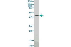 PBK monoclonal antibody (M04), clone 3F7. (PBK anticorps  (AA 1-322))