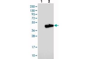 Western blot analysis of Lane 1: Negative control (vector only transfected HEK293T lysate), Lane 2: Over-expression Lysate (Co-expressed with a C-terminal myc-DDK tag (~3. (ADPRHL2 anticorps)