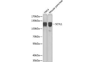 Western blot analysis of extracts of various cell lines, using SCYL1 Antibody  at 1:1000 dilution. (SCYL1 anticorps  (AA 460-740))