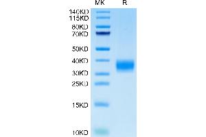 Cynomolgus LAMP5 on Tris-Bis PAGE under reduced condition.