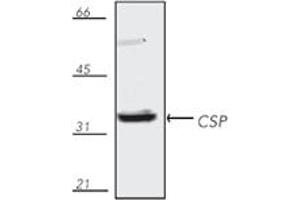 Western blot analysis of mouse brain tissue extract, probed with CSP, pAb.