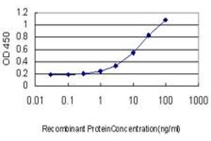 Detection limit for recombinant GST tagged RALB is approximately 0.