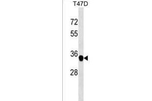 anti-Family with Sequence Similarity 164, Member A (FAM164A) (AA 271-298), (C-Term) antibody