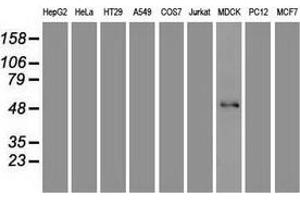 Western blot analysis of extracts (35 µg) from 9 different cell lines by using anti-FOXA1 monoclonal antibody. (FOXA1 anticorps  (AA 1-473))