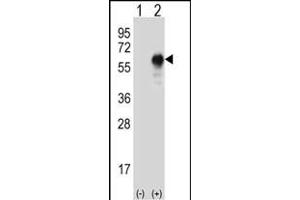 Western blot analysis of LZP (arrow) using rabbit polyclonal LZP Antibody (ABIN655394 and ABIN2844942). (OIT3 anticorps)