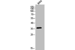 Western Blot analysis of K562 cells using AR-β3 Polyclonal Antibody