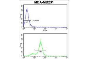 Flow cytometry analysis of MDA-MB231 cells (bottom histogram) compared to a negative control cell (top histogram). (CPN2 anticorps  (N-Term))