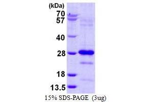 Image no. 1 for Pallidin Homolog (PLDN) (AA 1-172) protein (His tag) (ABIN1098241)