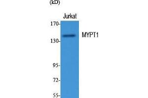 Western Blot (WB) analysis of specific cells using MYPT1 Polyclonal Antibody. (PPP1R12A anticorps  (Thr103))
