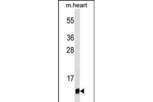 UBL5 Antibody (ABIN1539868 and ABIN2843841) western blot analysis in mouse heart tissue lysates (35 μg/lane).
