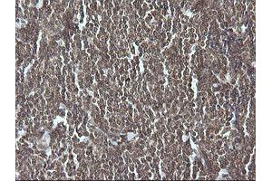 Image no. 2 for anti-Granzyme B (GZMB) (AA 21-247) antibody (ABIN1491198)