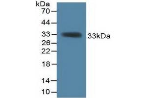Western blot analysis of recombinant Mouse KHDRBS1. (KHDRBS1 anticorps  (AA 156-381))