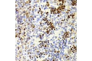 Immunohistochemistry of paraffin-embedded mouse spleen using NASP Antibody.