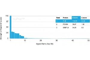 Analysis of Protein Array containing more than 19,000 full-length human proteins using Monospecific Mouse Monoclonal Antibody to Prohibitin (PHB/3230).