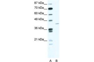 Western Blotting (WB) image for anti-Zinc Finger Protein 568 (ZNF568) antibody (ABIN2461069) (ZNF568 anticorps)
