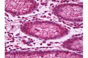 Anti-BBC3 / PUMA antibody IHC of human colon.