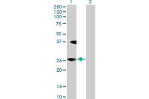 Western Blot analysis of LFNG expression in transfected 293T cell line by LFNG MaxPab polyclonal antibody. (LFNG anticorps  (AA 1-250))
