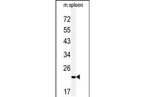 Western blot analysis of COPZ2 Antibody in mouse spleen tissue lysates (35ug/lane) (COPZ2 anticorps  (C-Term))