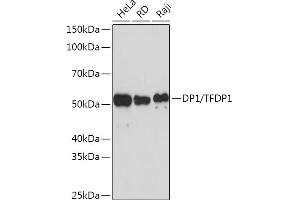 Western blot analysis of extracts of various cell lines, using DP1/TFDP1 Rabbit mAb (ABIN7270891) at 1:1000 dilution. (DP1 anticorps)